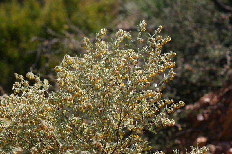 Hermannia holosericea photo 2