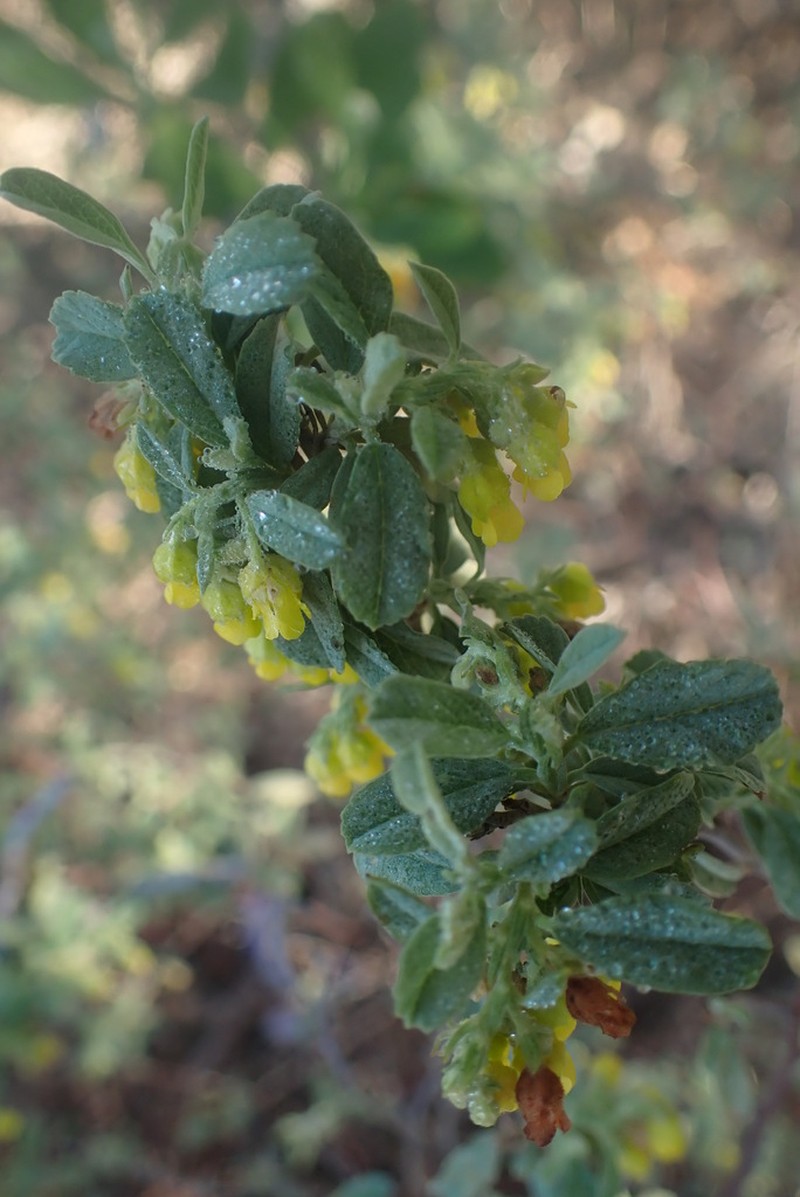 Hermannia holosericea photo 3