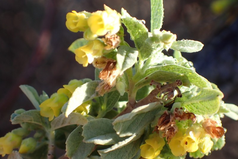 Hermannia holosericea photo 4
