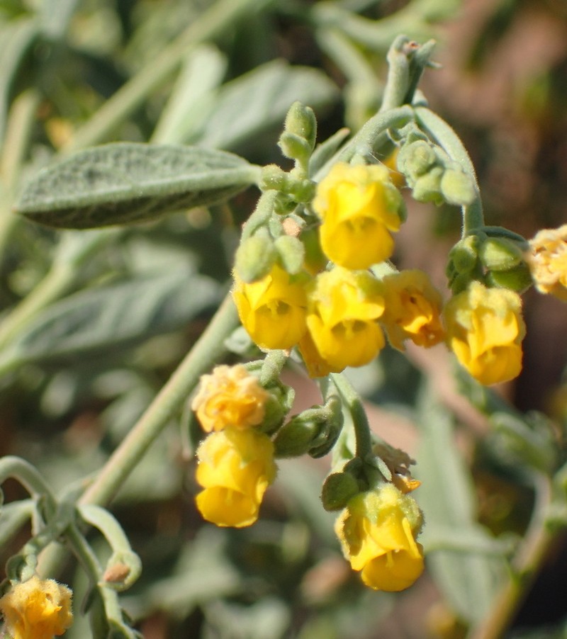 Hermannia holosericea photo 5