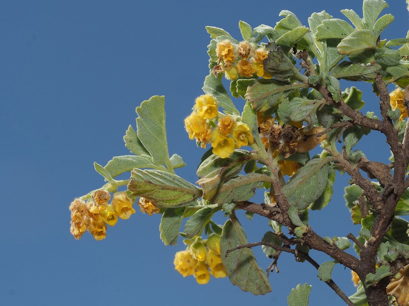 Hermannia holosericea photo 6