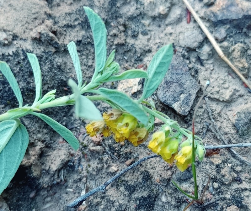 Hermannia holosericea photo 7
