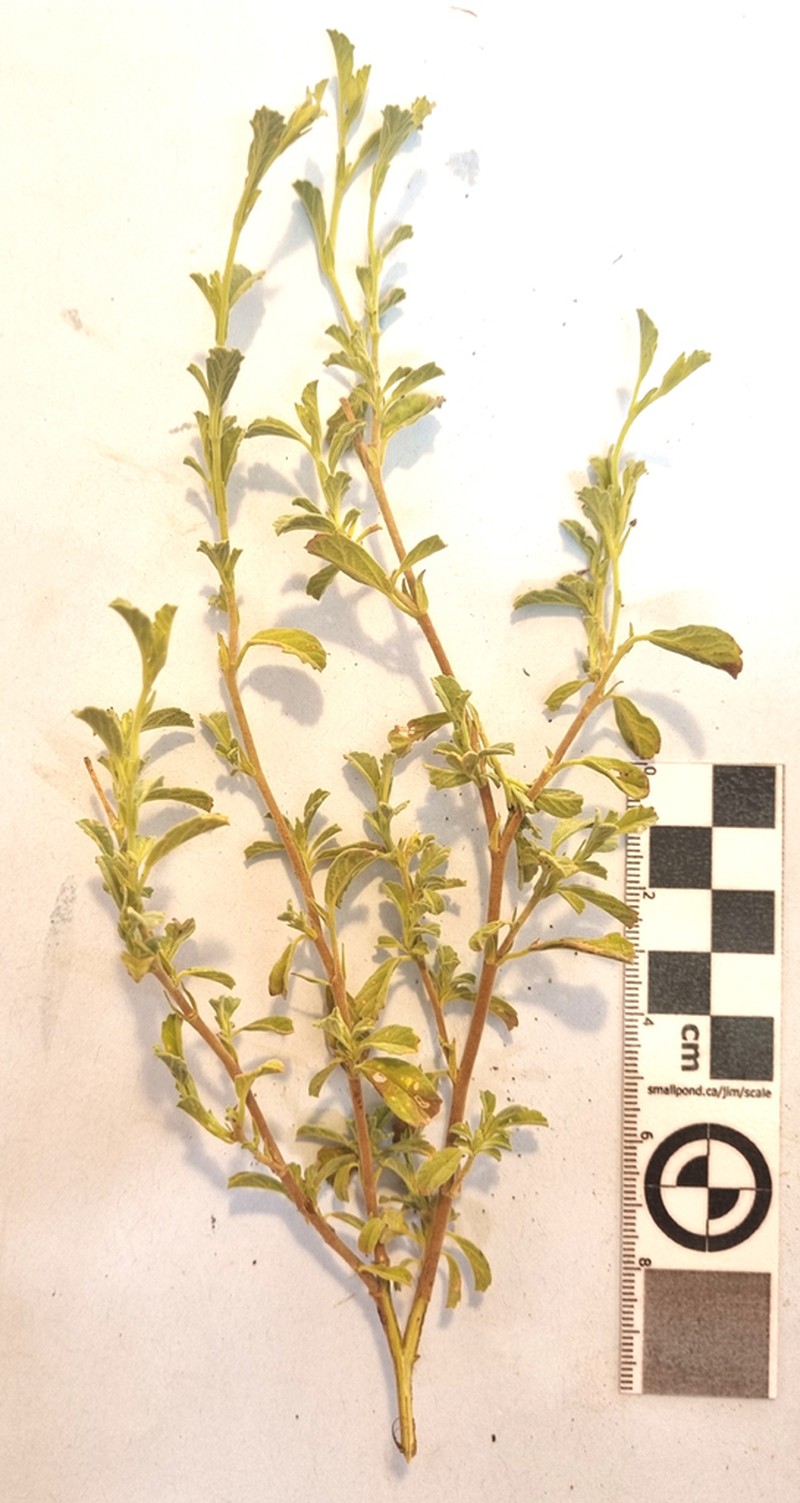 Hermannia holosericea photo 8
