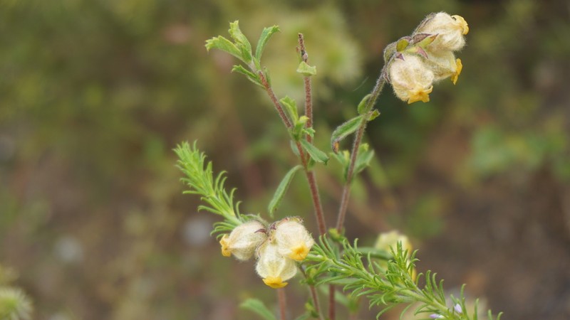 Hermannia hyssopifolia