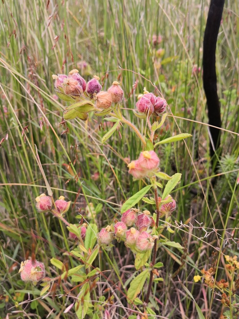 Hermannia hyssopifolia photo 2
