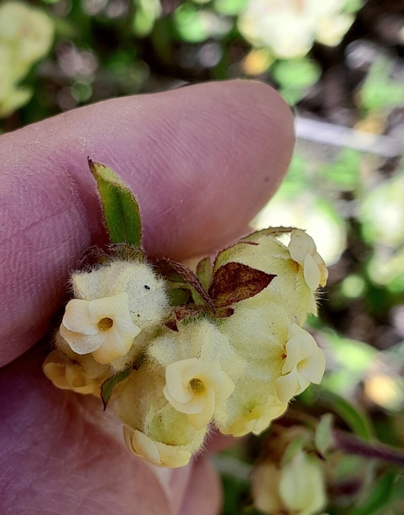 Hermannia hyssopifolia photo 3