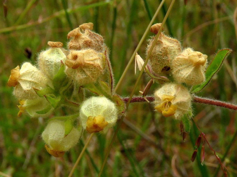Hermannia hyssopifolia photo 4
