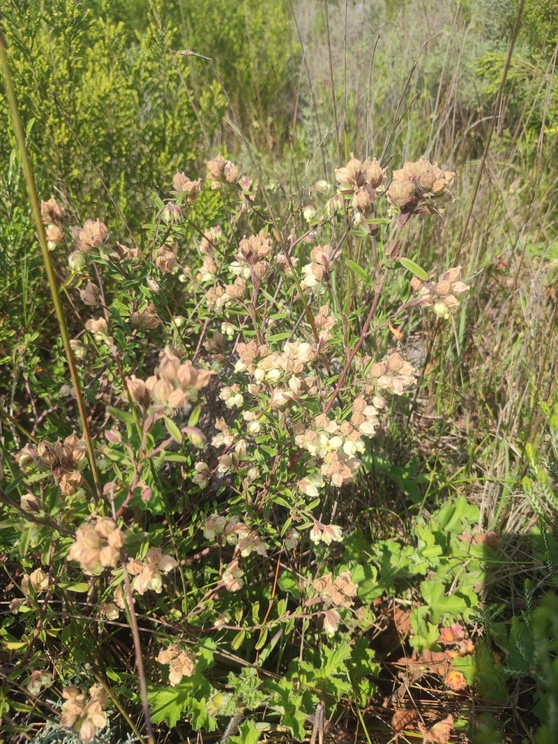 Hermannia hyssopifolia photo 5