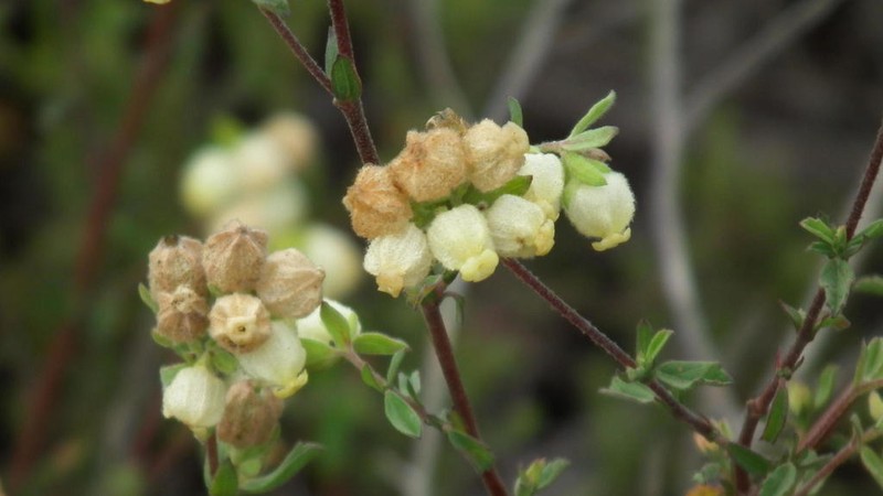 Hermannia hyssopifolia photo 6