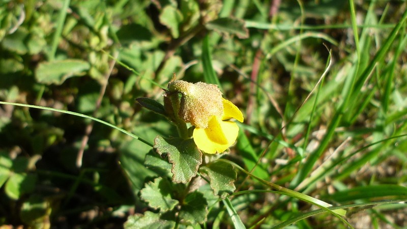 Hermannia hyssopifolia photo 7