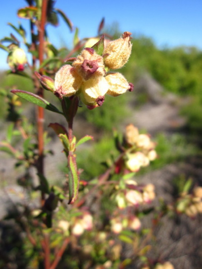 Hermannia hyssopifolia photo 8
