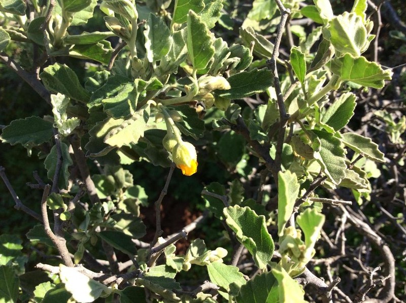 Hermannia incana photo 2