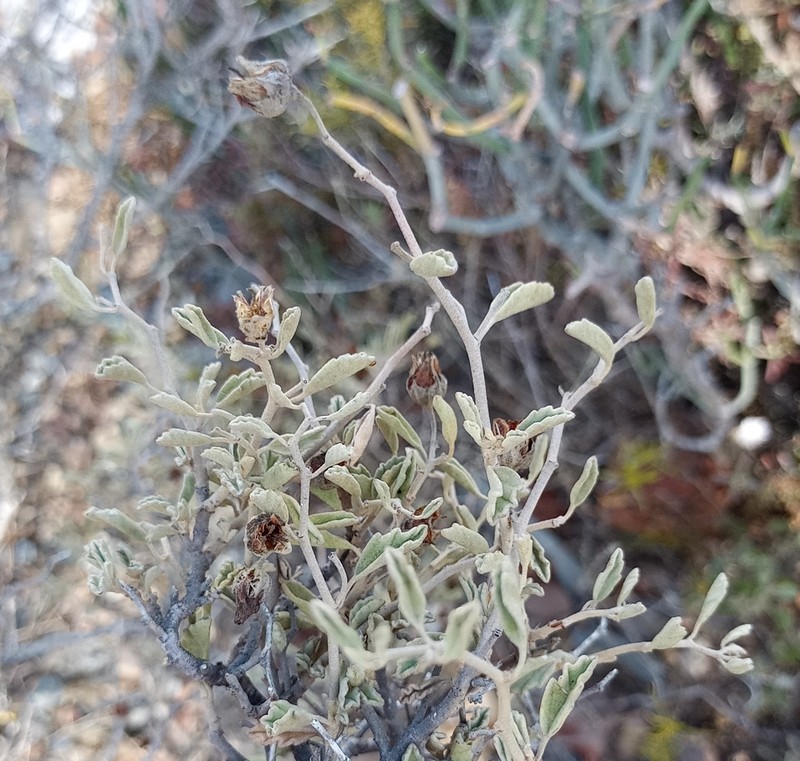Hermannia incana photo 3