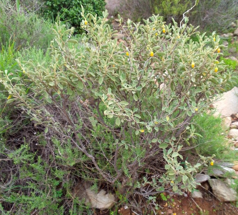 Hermannia incana photo 4