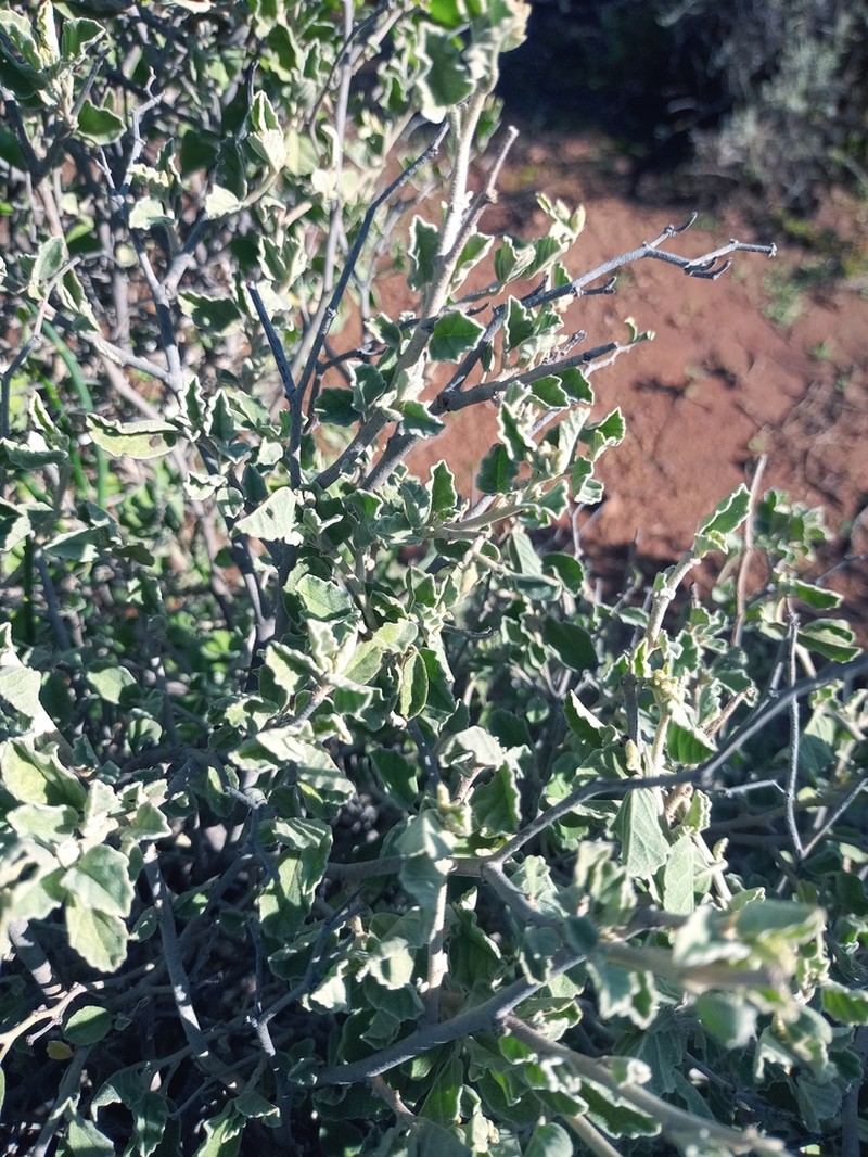 Hermannia incana photo 6