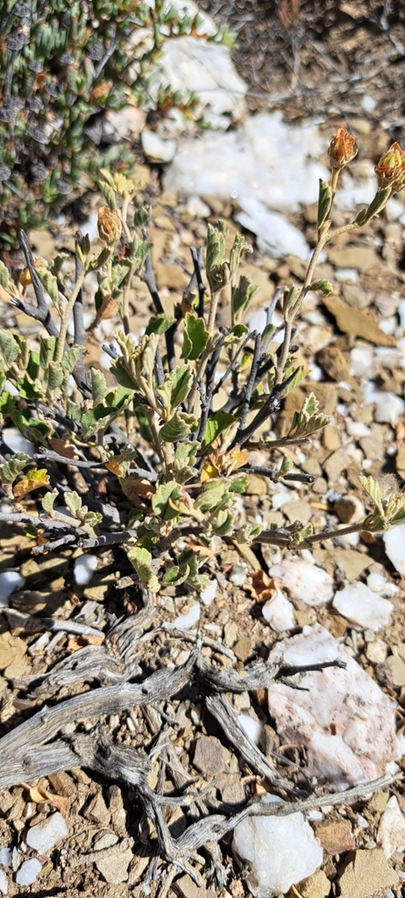 Hermannia incana photo 7