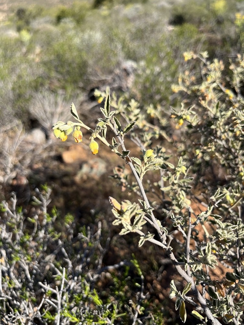 Hermannia incana photo 8