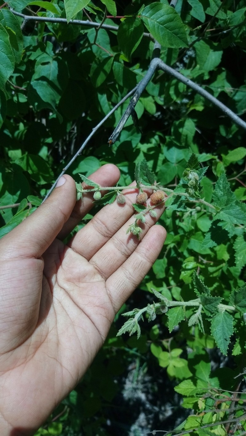 Hermannia inflata