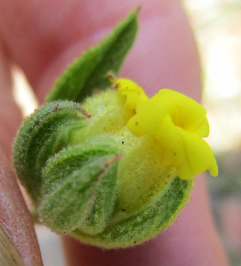 Hermannia involucrata photo 2
