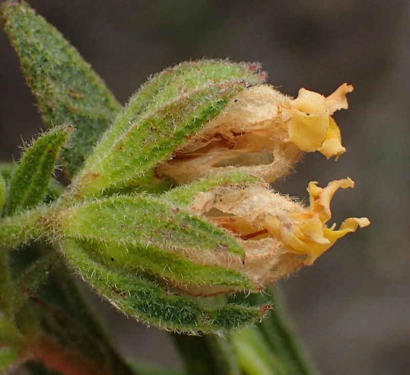 Hermannia involucrata photo 3