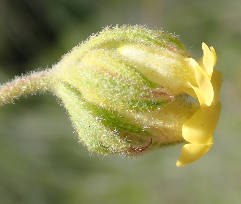 Hermannia involucrata photo 4