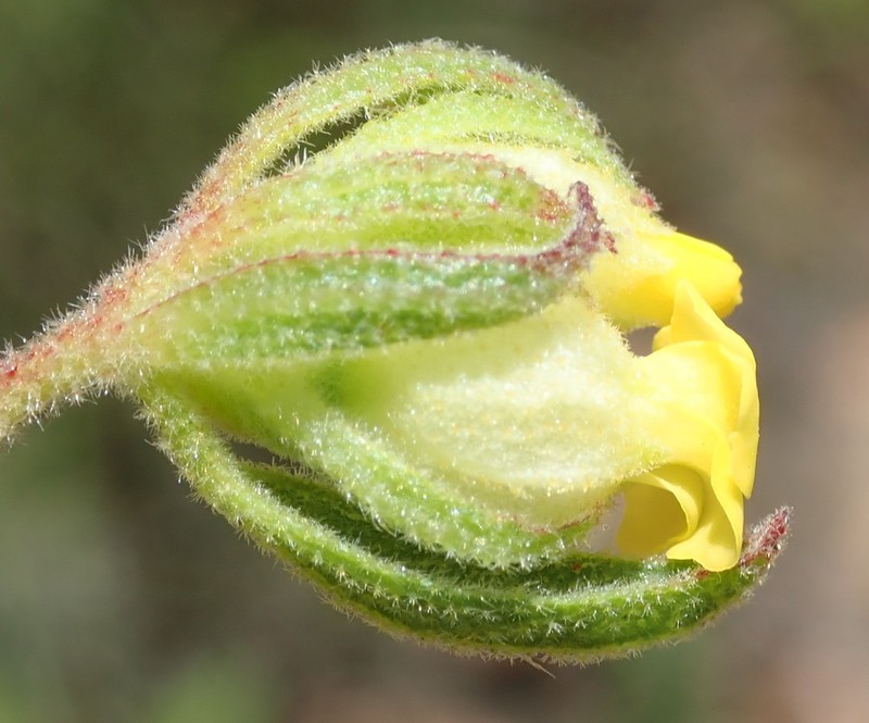 Hermannia involucrata photo 5