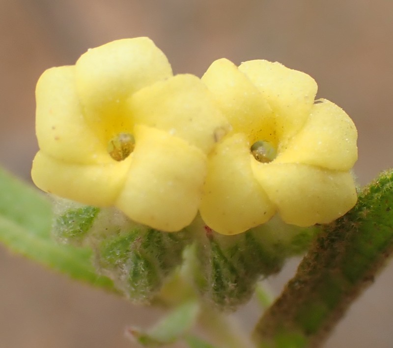 Hermannia involucrata photo 6