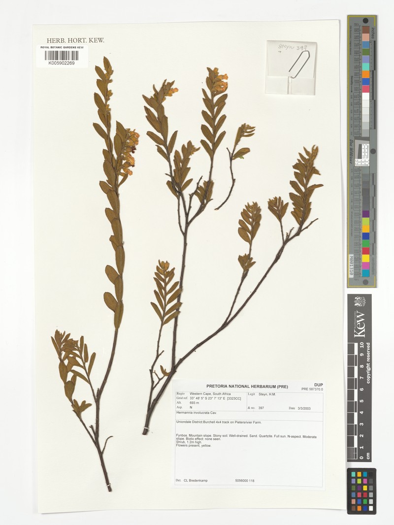 Hermannia involucrata photo 7