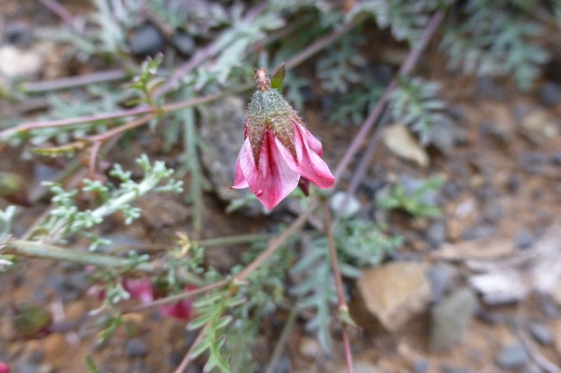 Hermannia jacobeifolia