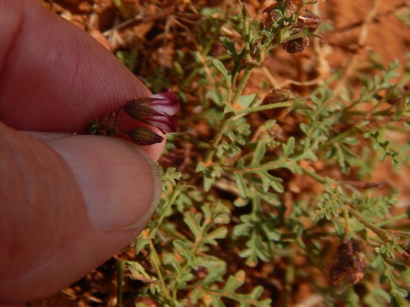 Hermannia jacobeifolia photo 2