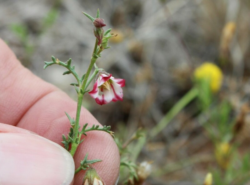 Hermannia jacobeifolia photo 3