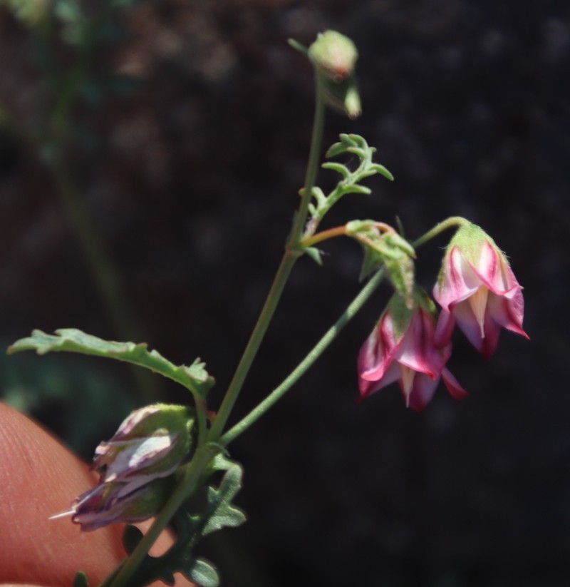 Hermannia jacobeifolia photo 5