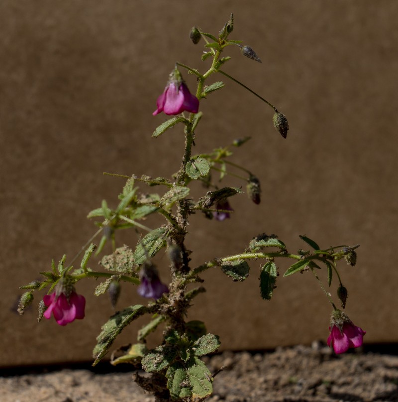 Hermannia jacobeifolia photo 6