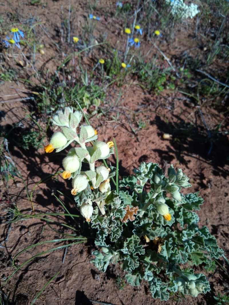Hermannia johanssenii photo 2