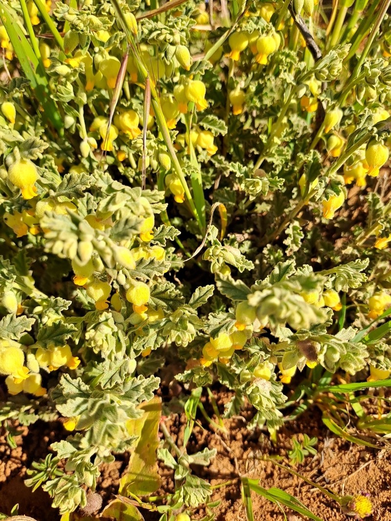 Hermannia johanssenii photo 3