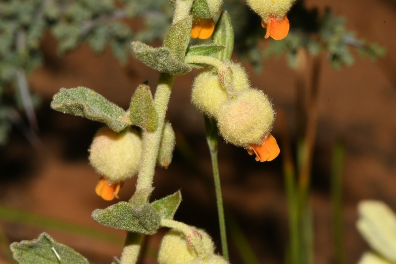 Hermannia johanssenii photo 5