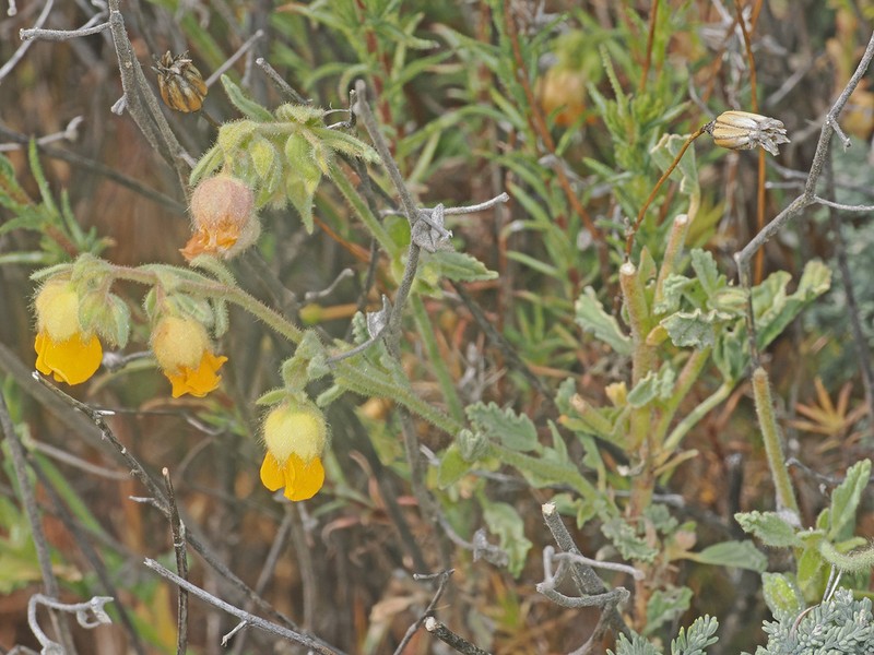 Hermannia johanssenii photo 6