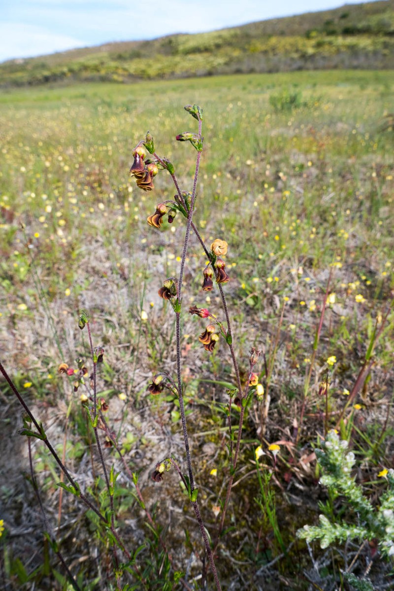 Hermannia joubertiana photo 2