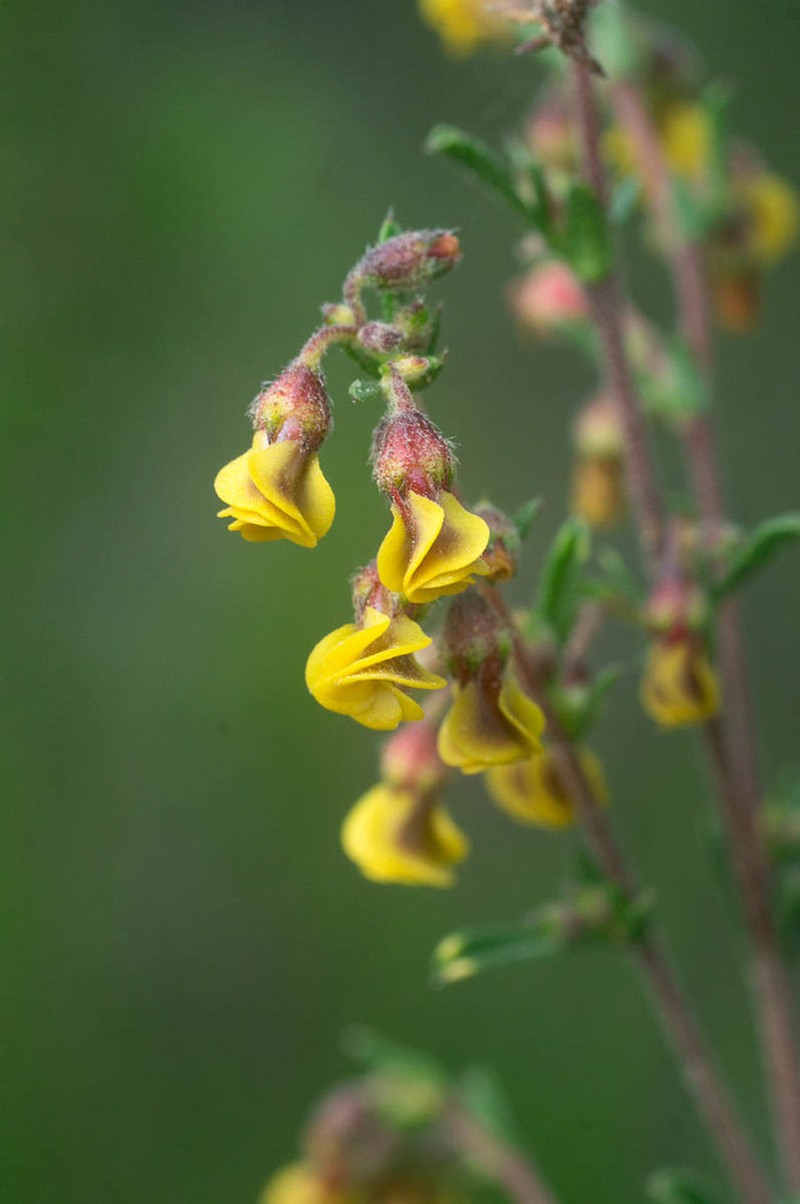 Hermannia joubertiana photo 3