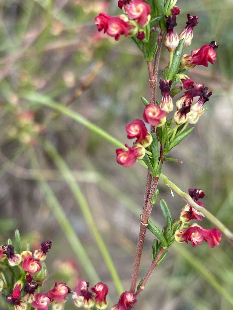 Hermannia joubertiana photo 5