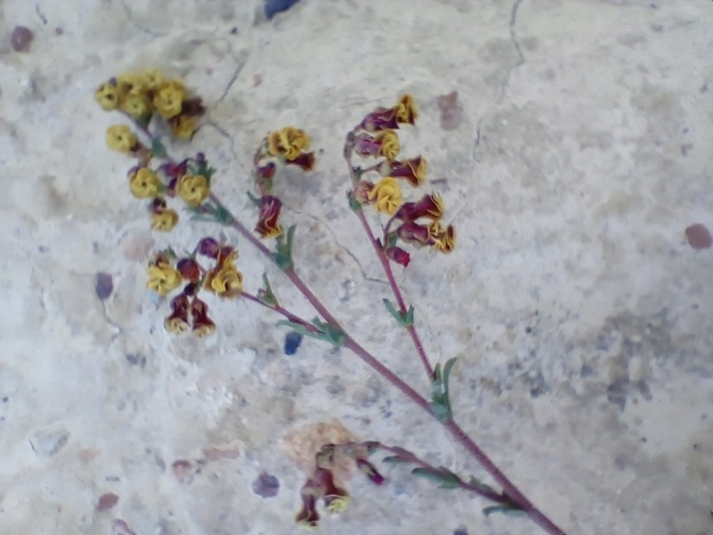 Hermannia joubertiana photo 6
