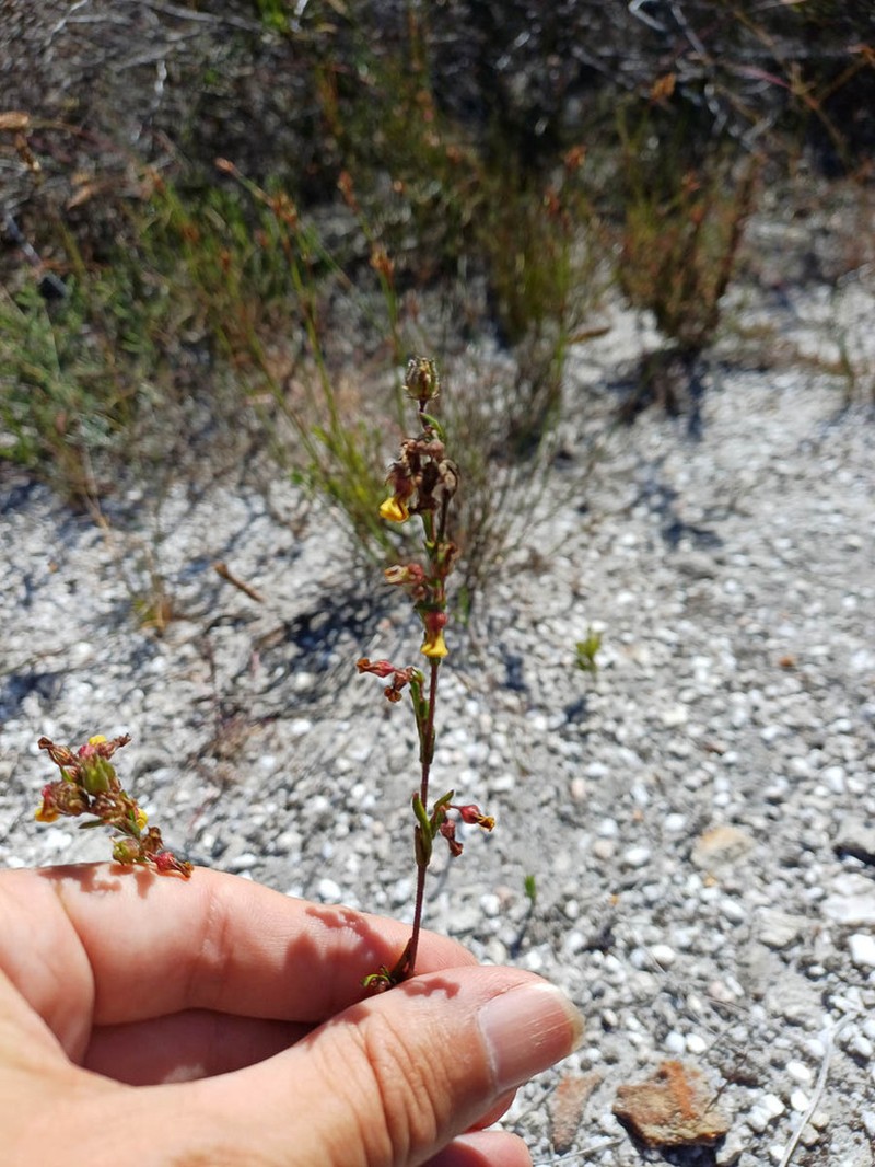Hermannia joubertiana photo 8