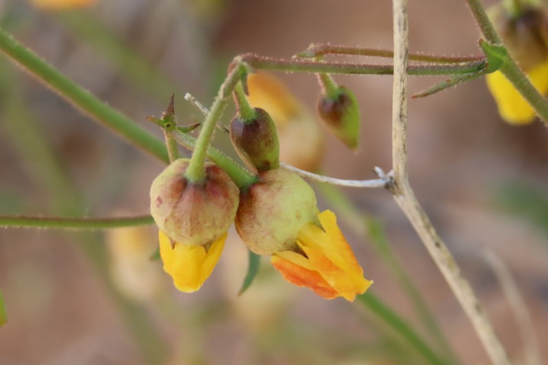 Hermannia juttae photo 3