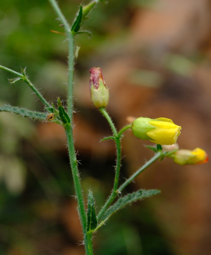Hermannia juttae photo 6