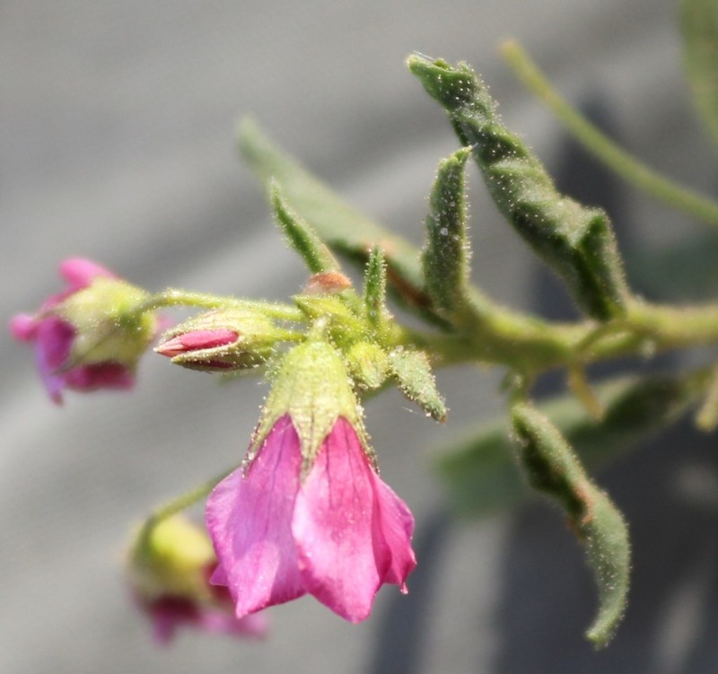 Hermannia kirkii photo 2
