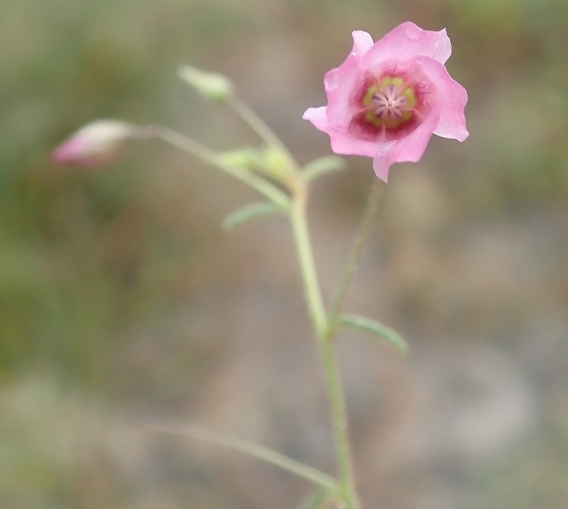 Hermannia kirkii photo 3