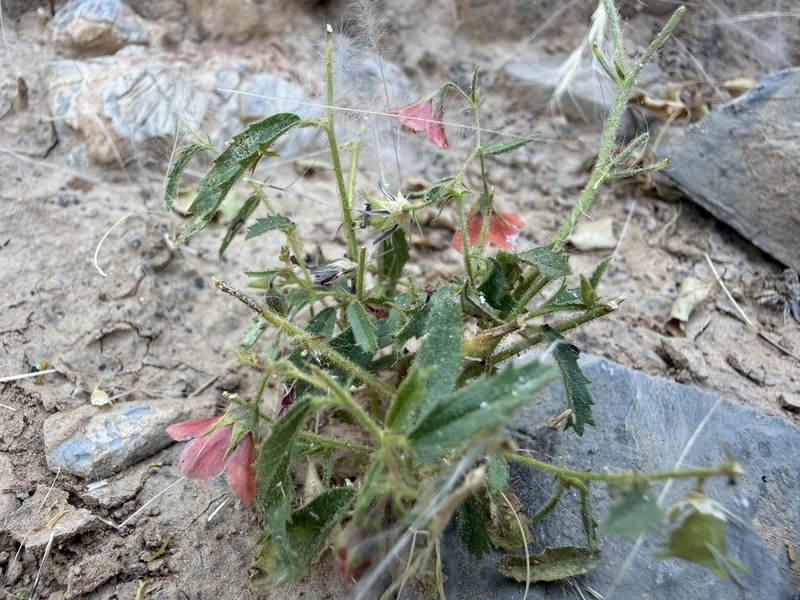 Hermannia kirkii photo 4