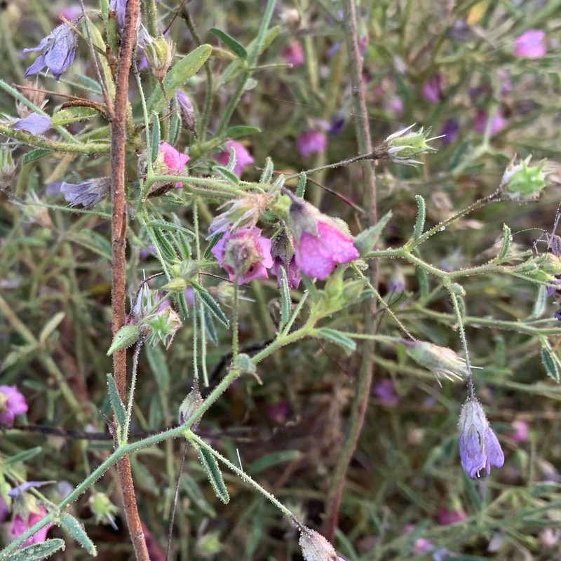 Hermannia kirkii photo 5