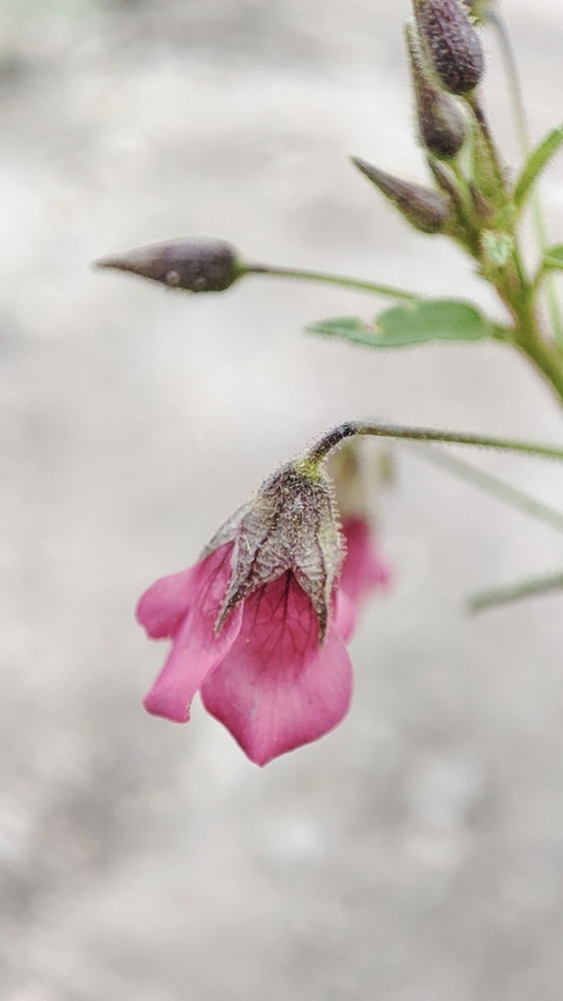 Hermannia kirkii photo 7