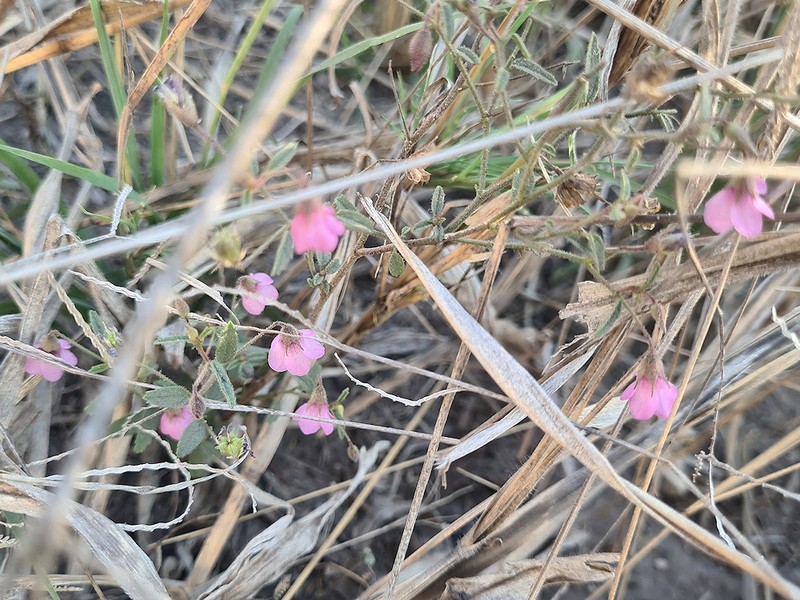 Hermannia kirkii photo 8